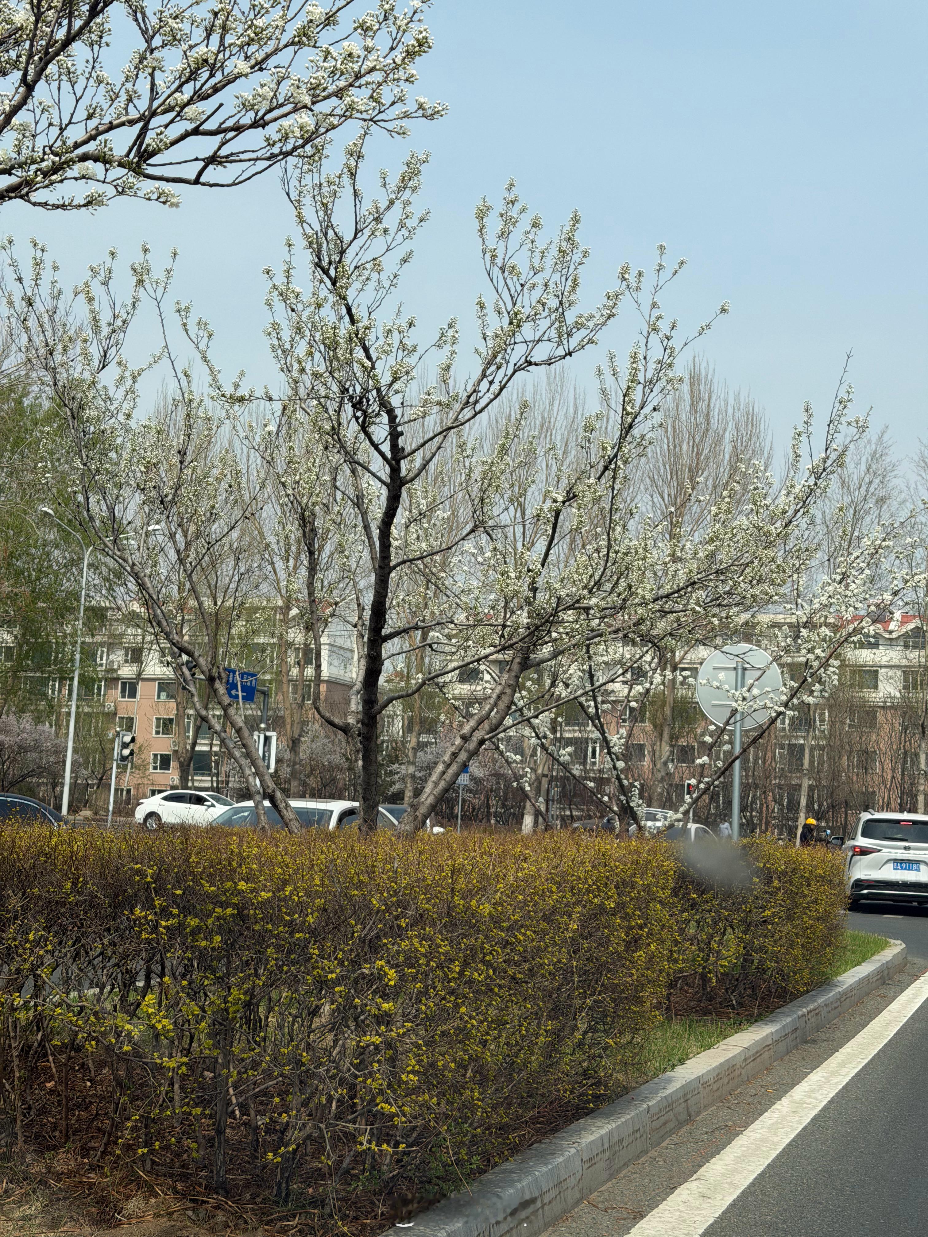 长春终于开春了 