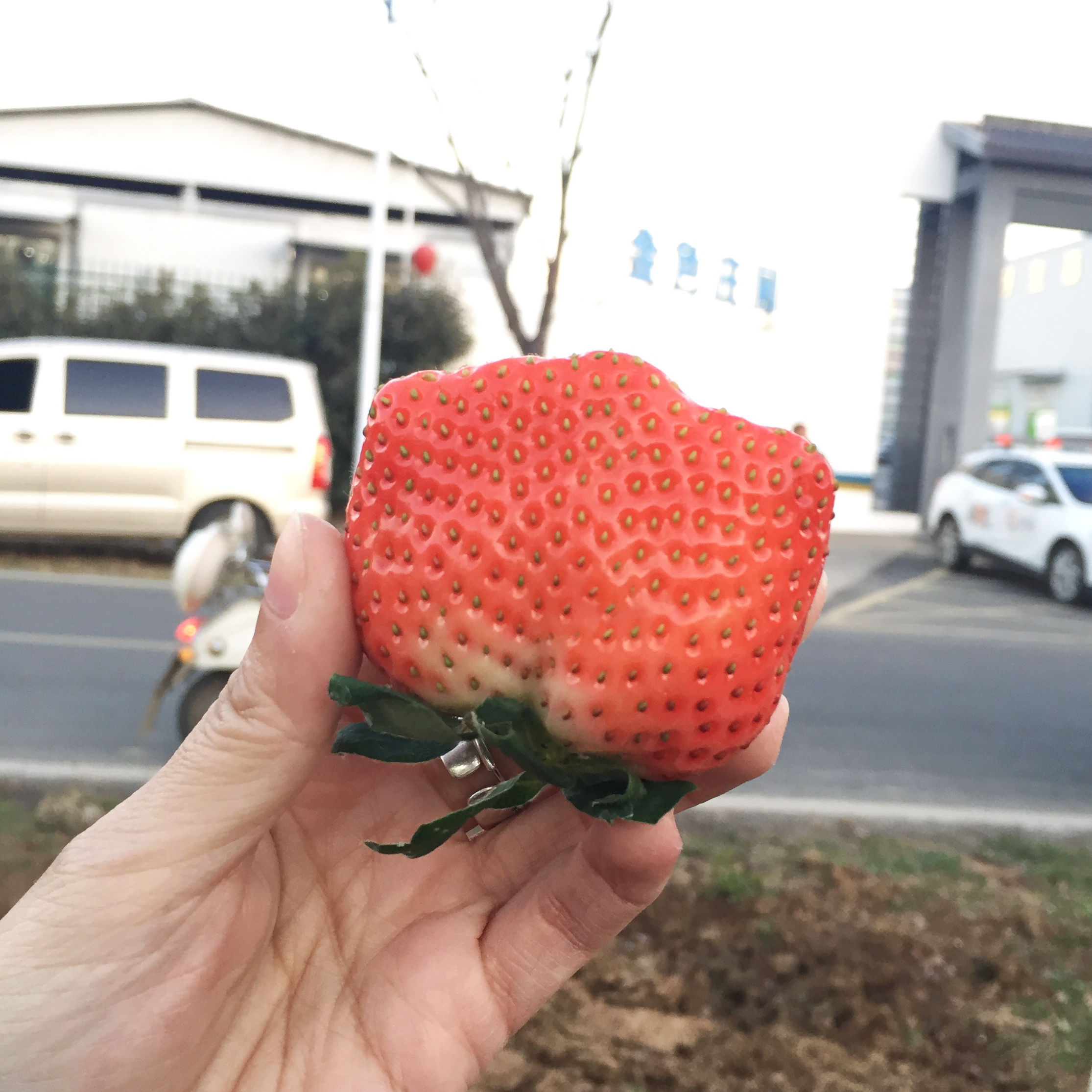 草莓基地的工作人员送的！超甜！我也是吃到了杨幂同个大棚的草莓[送花花] 