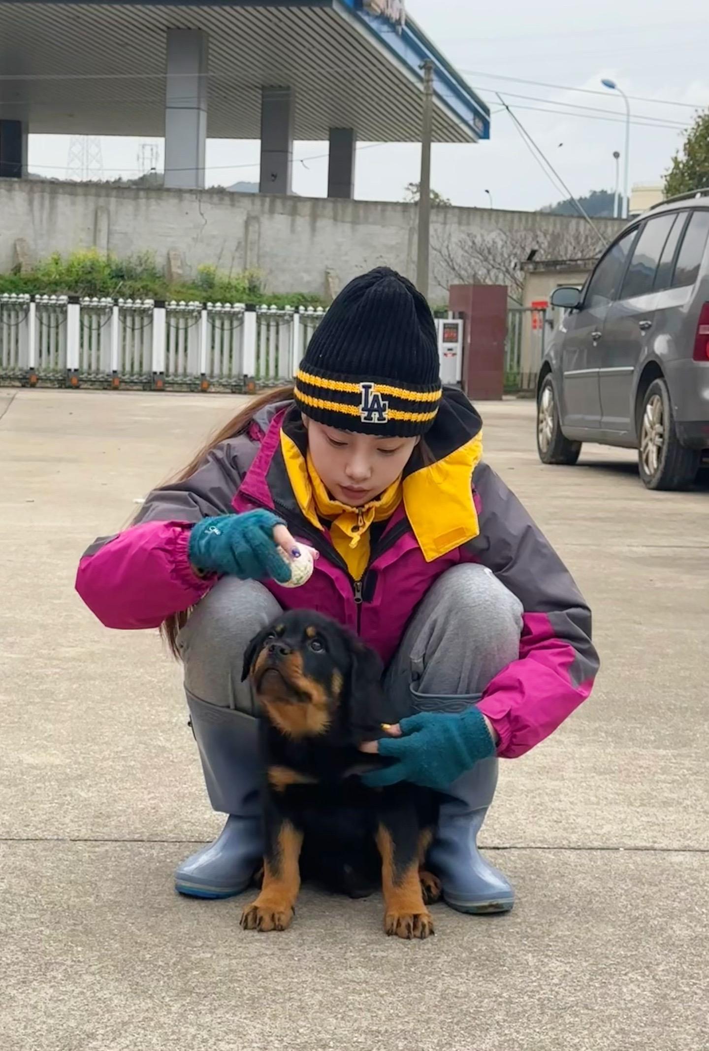 罗威纳 罗威纳犬