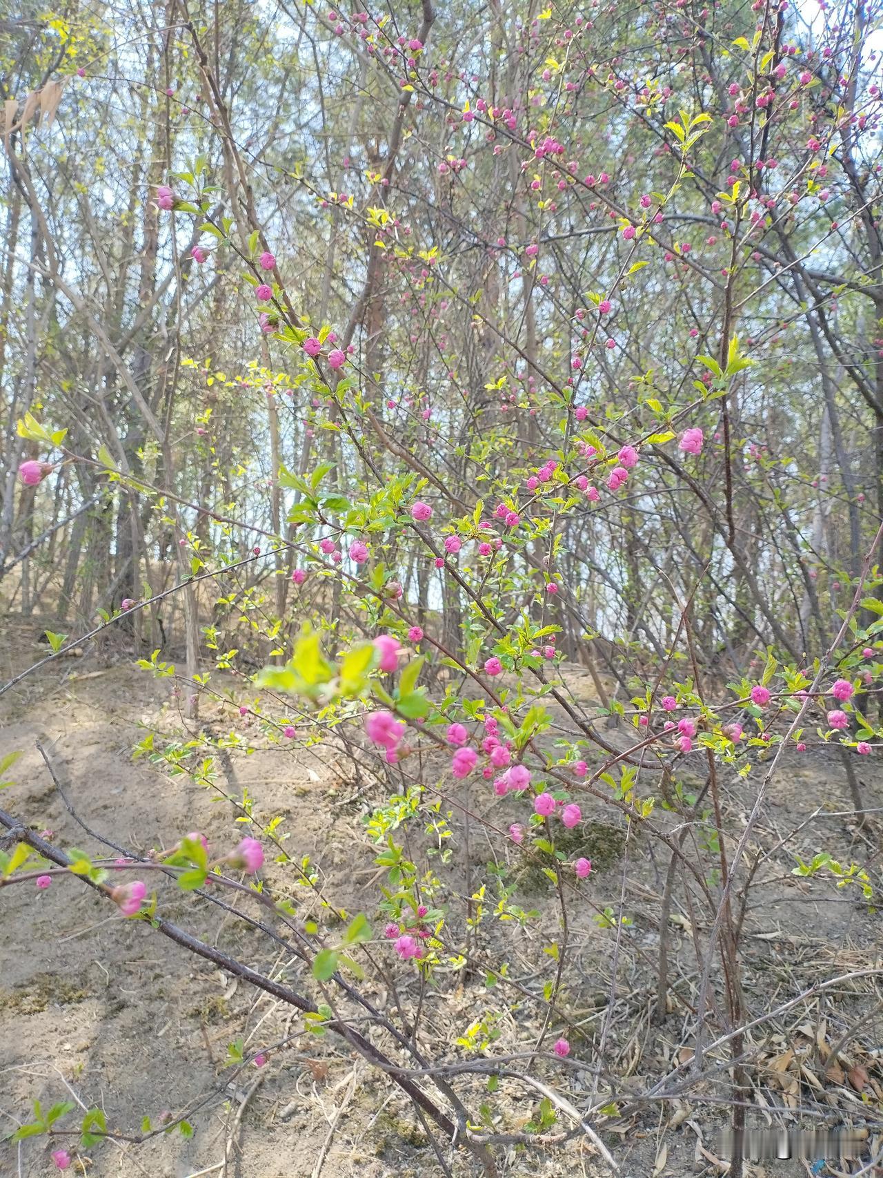 花开迟
灌木花蕾半含香，
嫩叶枝头试新妆。
寒地黑土迟来韵，
请续句……
（林间