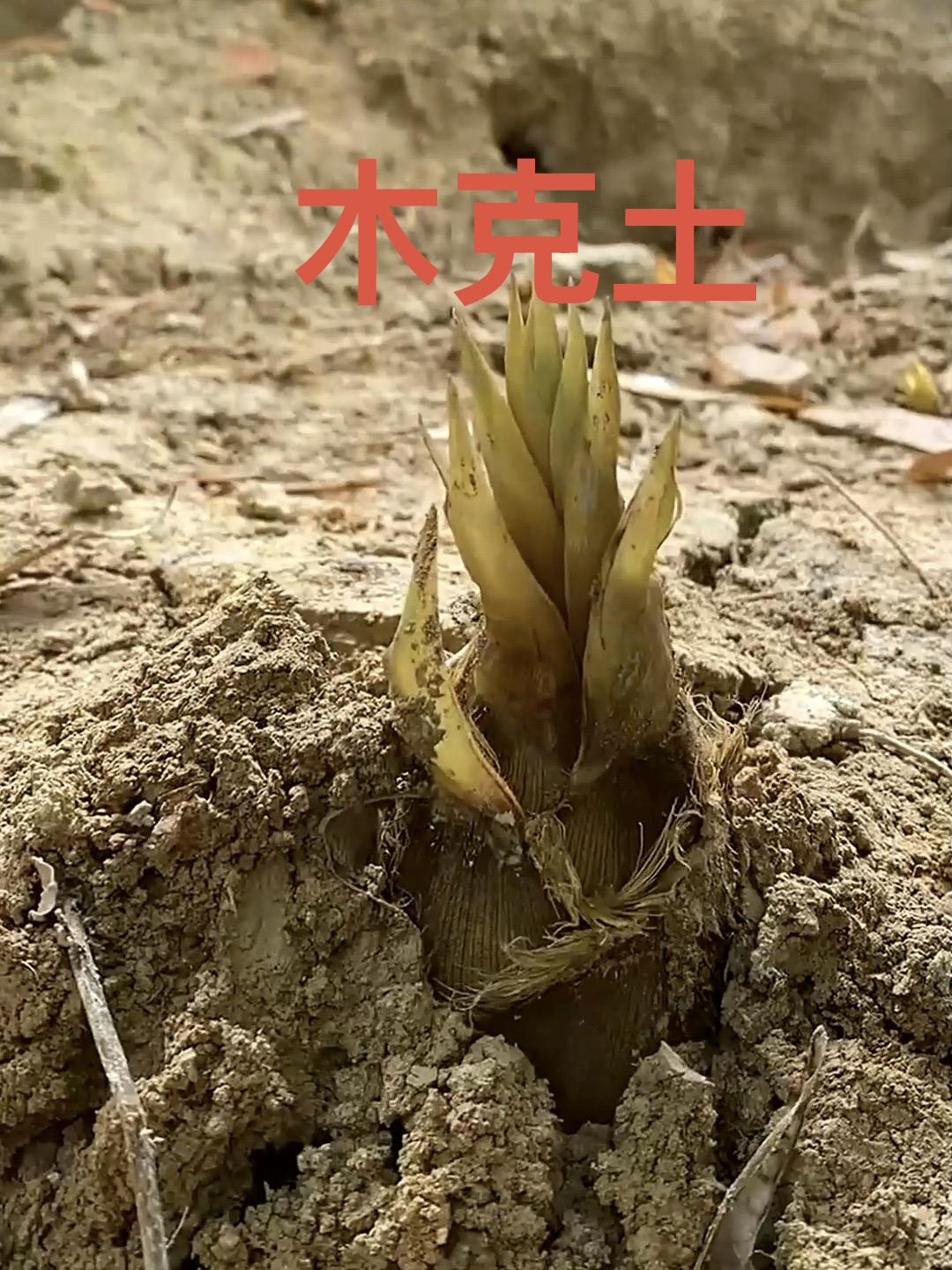 美国科学家解释五行相克