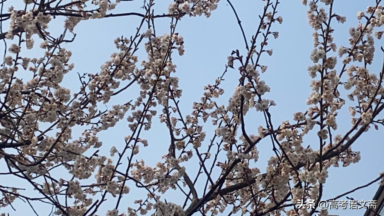 晒图笔记大赛春日暖阳下，樱花绽放，美不胜收！🌸🌸🌸