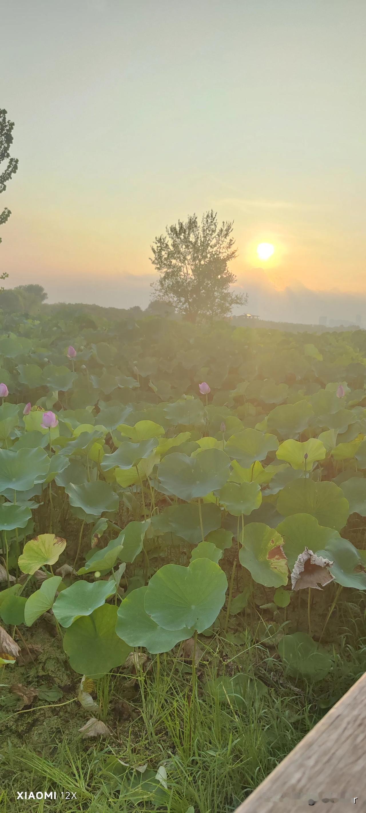 美景