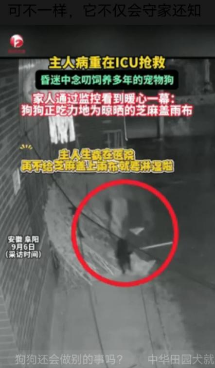 万物皆有灵！安徽，女子病重在ICU抢救，没想到她昏迷的时候竟然在问她的狗狗有饭吃