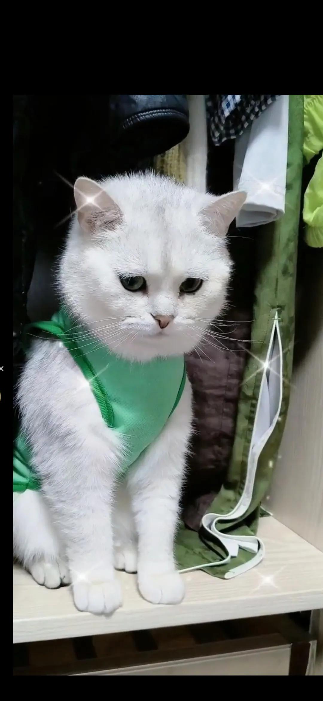 #记录猫咪日常#在想什么？