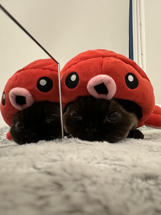 我有鱿鱼症🦑🐙