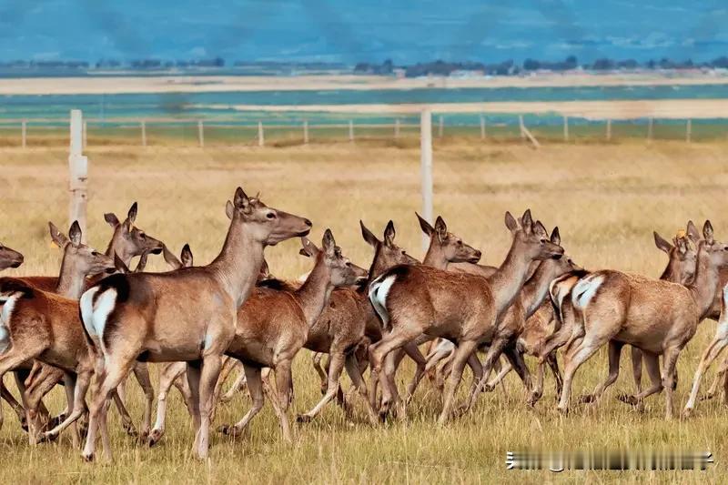 必须支持对盗猎马麝者判处重刑！马麝是国家一级保护动物，是麝香的主要来源，麝香价值