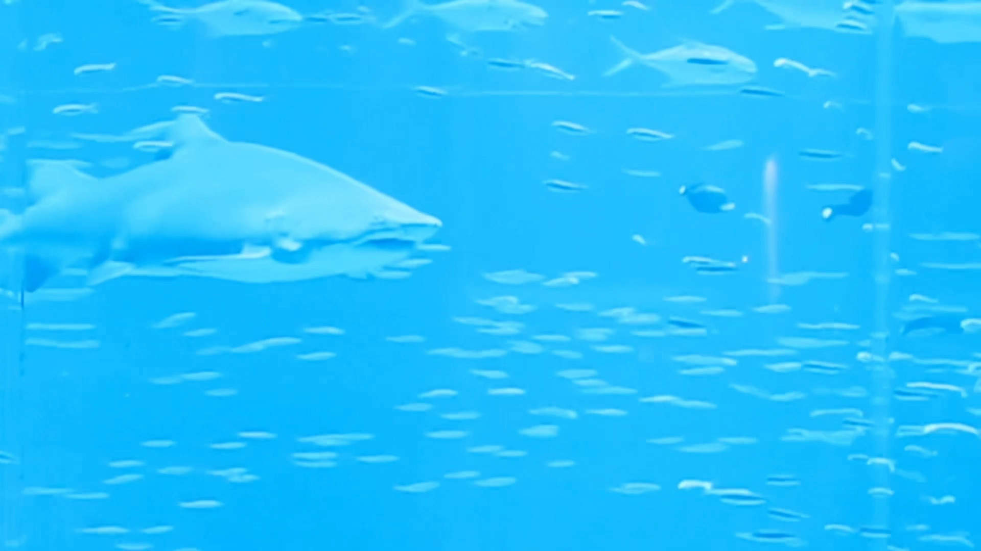 镜头转到🦈的时候是 “在你身边 是最安心的时候”😭 