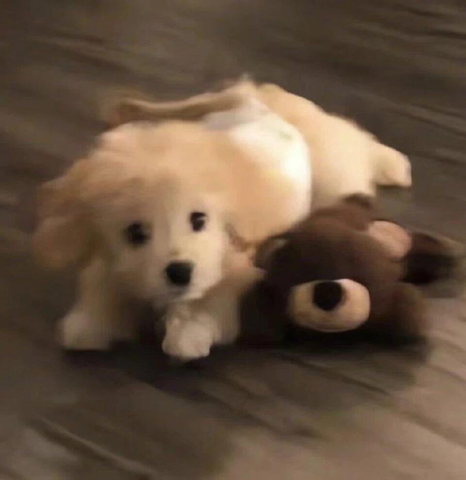 𝐒𝐇𝐀𝐑𝐄 / 低像素𝗪𝗲𝗖𝗵𝗮𝘁头像“世界需要猫猫狗狗?