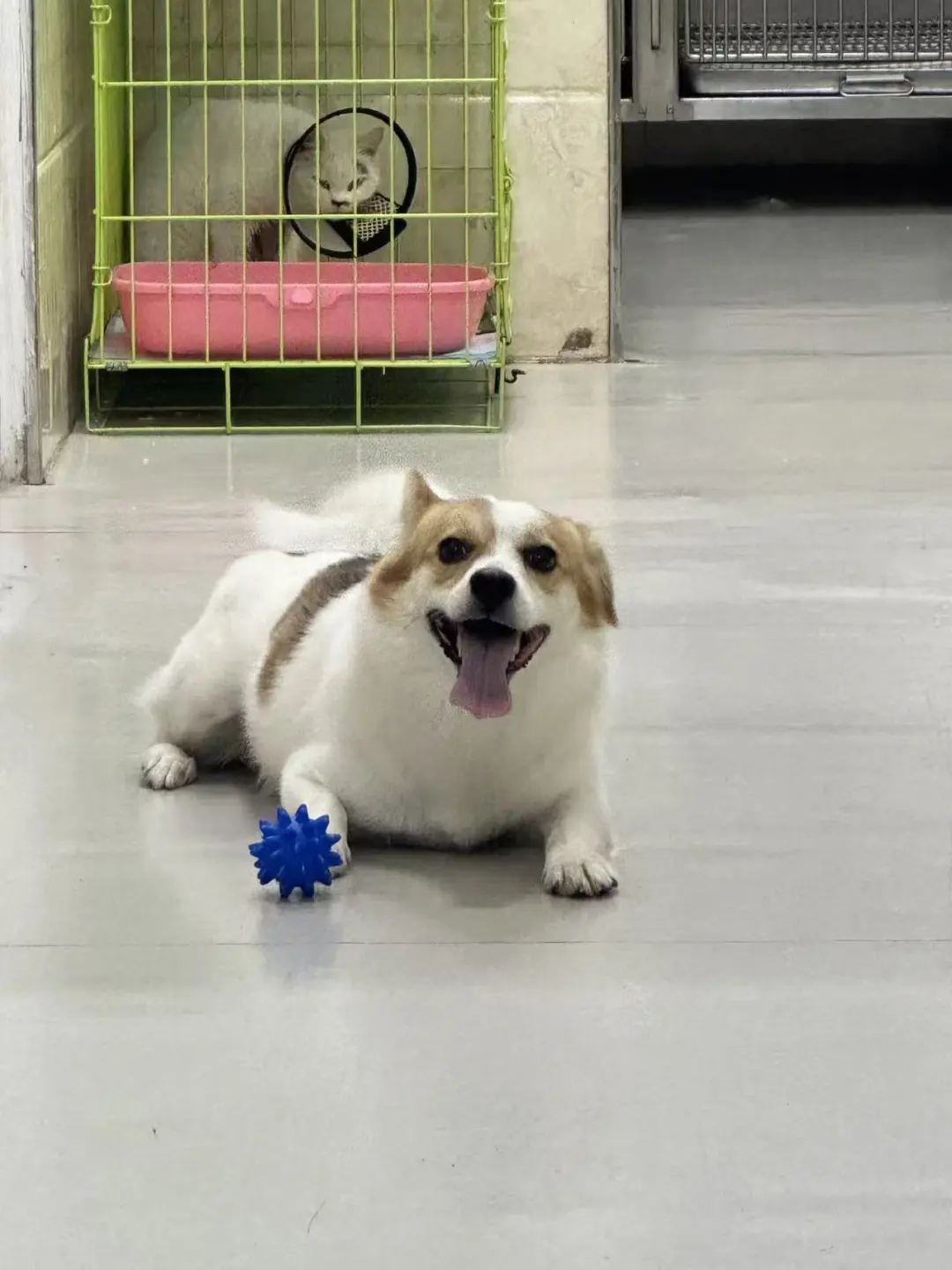 🇩🇪🇨🇦田园犬妹妹寻找领养家庭