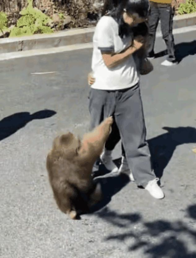 猴子抓女儿的头发，当妈妈的还知道将女儿护在身后保护呢，当爸爸的一看猴子发怒，比猴