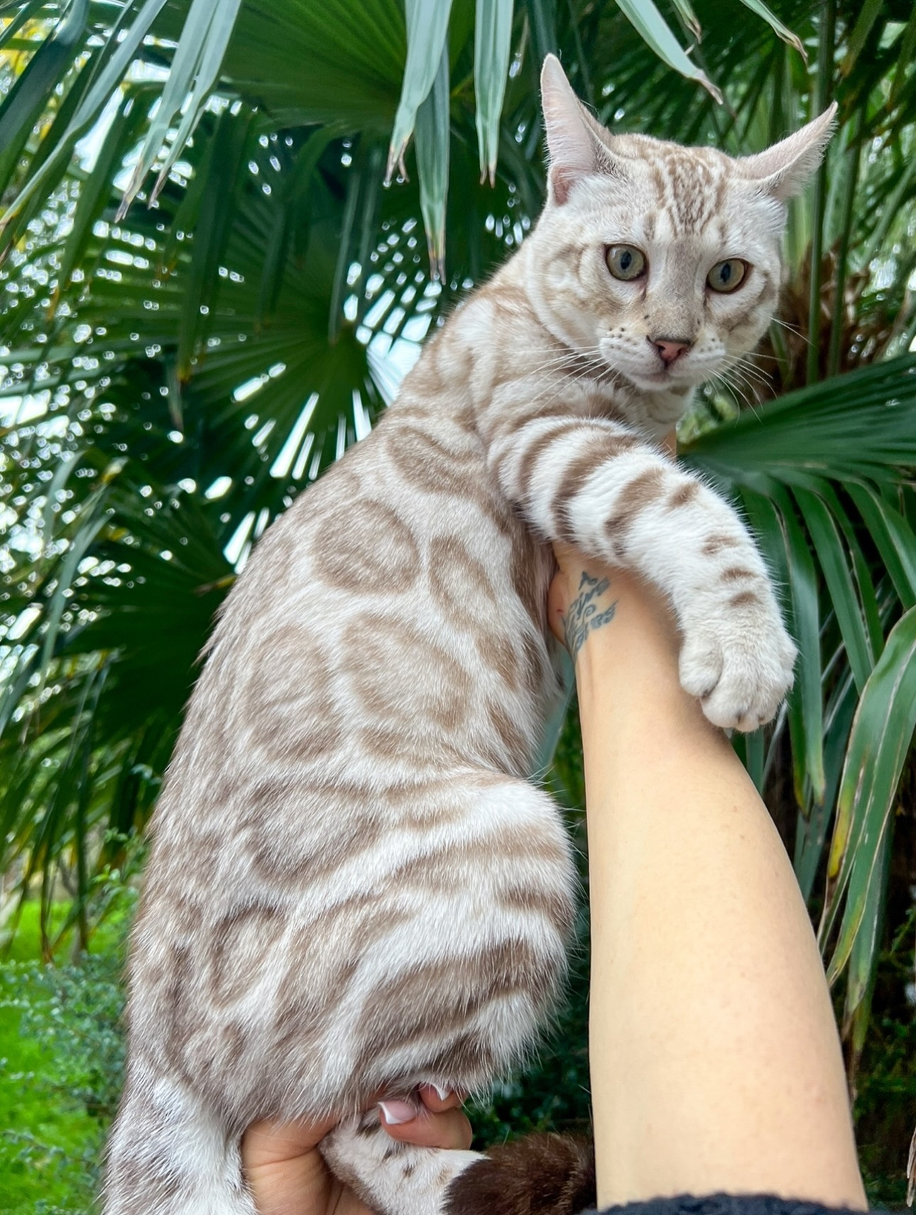 孟加拉豹猫 除了前两年的碳色，现在宠物豹猫的花色已经进化到这个地步了吗【ins：