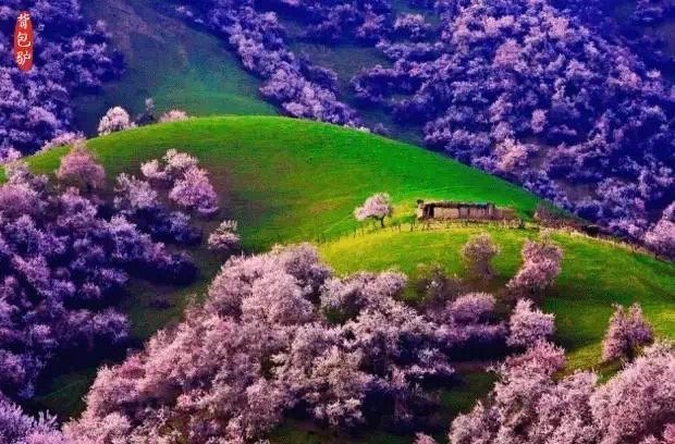 漫步仙境般的新疆 杏花沟，人们无不为这迷人的春景所倾倒…… 