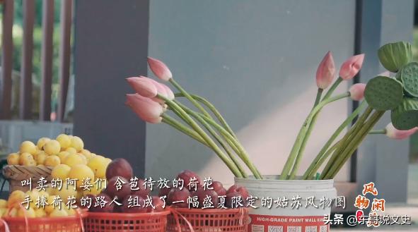 在苏州，春天，夏天，秋天，好像都有人在卖花。
现在这个时候，你可以买到最漂亮的荷