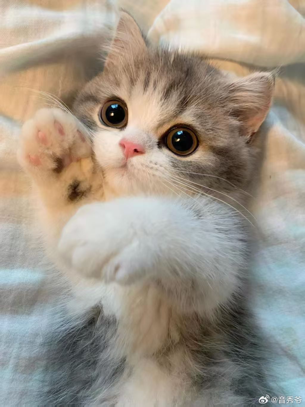 小猫交换猫名片  原来小猫咪也有社交礼仪，交换猫名片的样子也太可爱了，小小的仪式