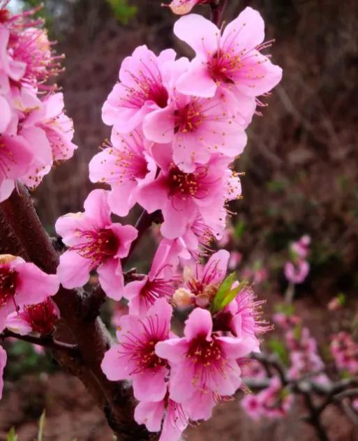方圆天地，为头条联友对联：
风摧残叶千枝瘦，
雨润桃花万树红。