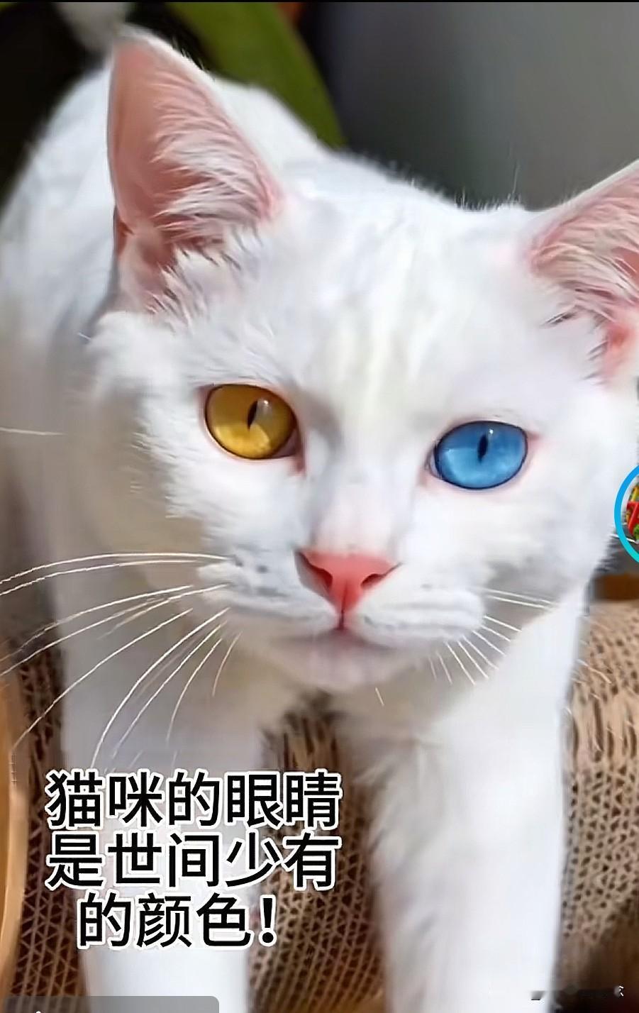 别人家的猫干干净净像雪球
我们家的猫毛都打结了不让洗澡
那个湿毛巾给它擦一下都不