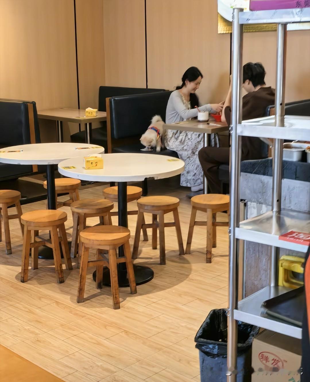 又是狗进店上桌的，这次轮到广东惠州的肥仔明烧鹅店了！食客带着比熊犬进店消费，不仅