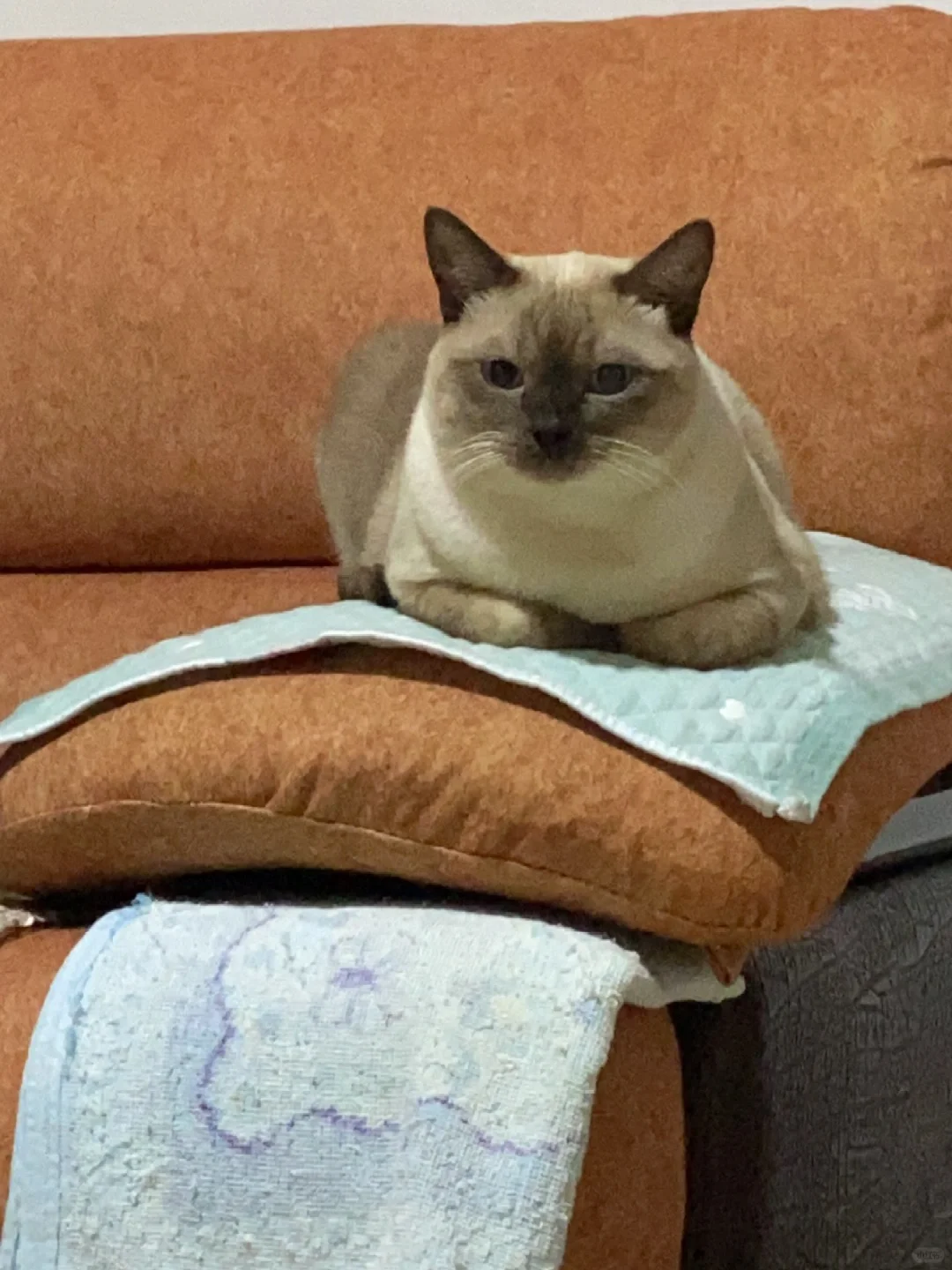 方方正正小猫