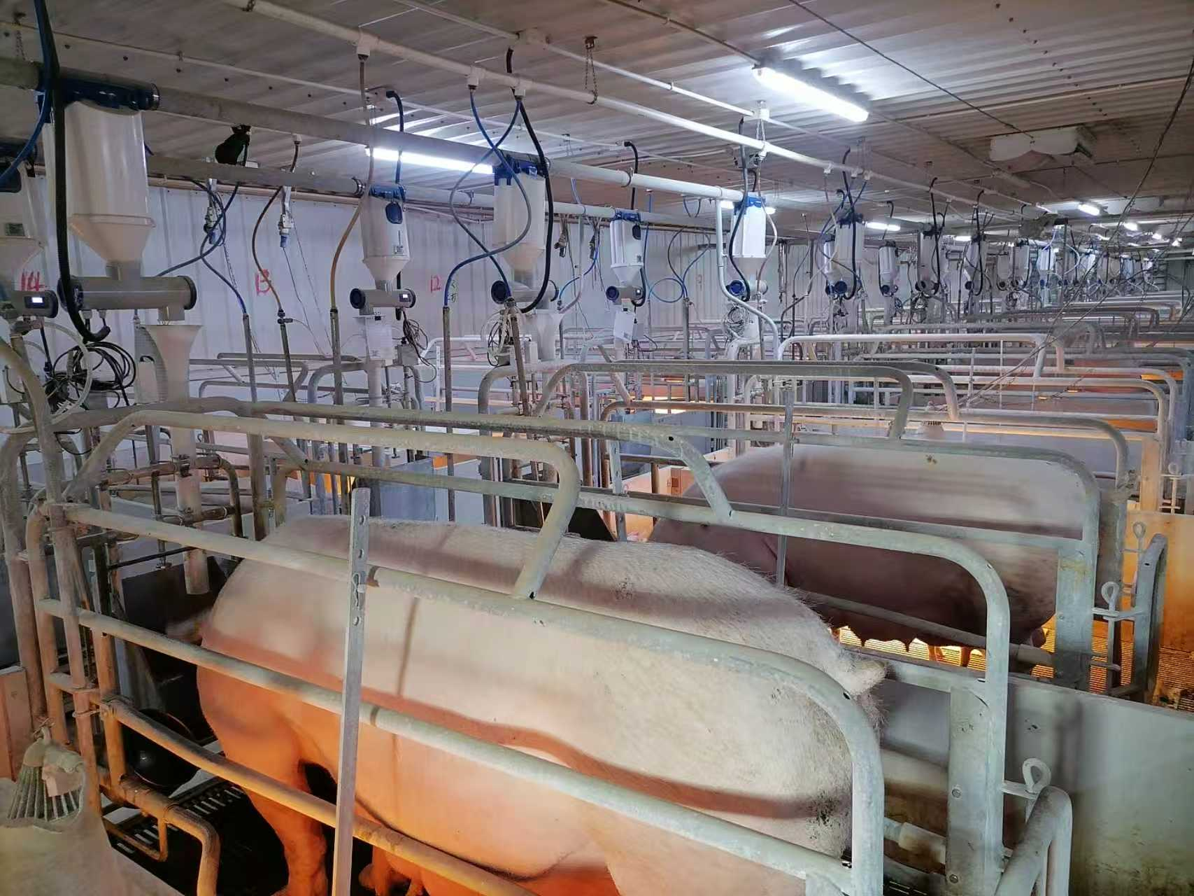 调研｜从 “扛周期” 到 “稳经营”：生猪期货如何破解产业困局