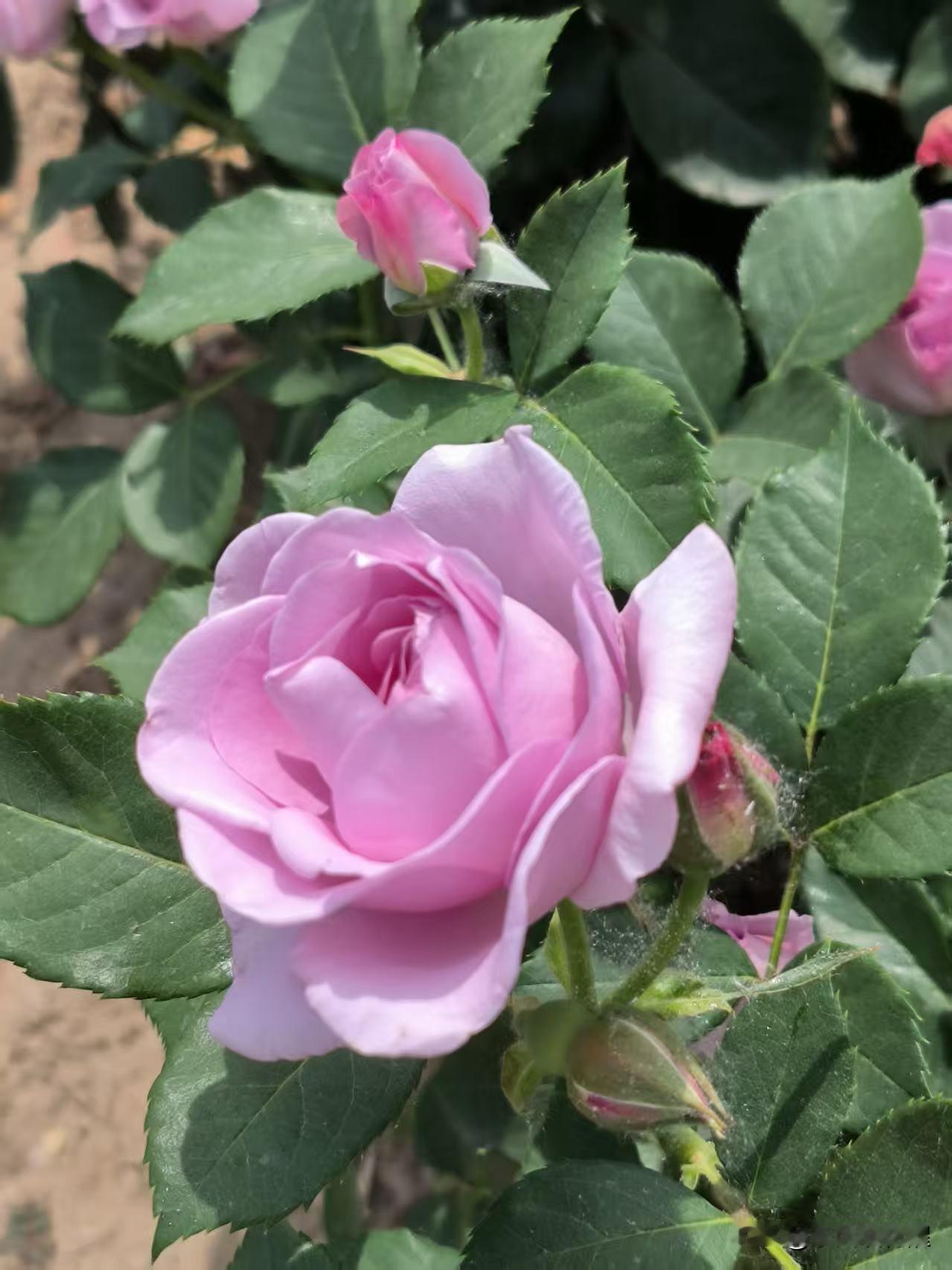 唯有此花开不厌，
一年长占四时春。
月季花，不与群芳争艳，不随四季凋零，以自己独