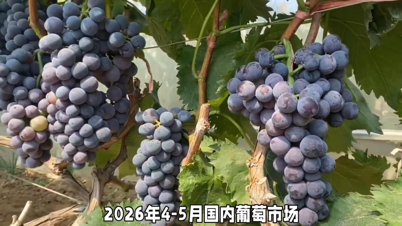 2026年4-5月葡萄市场呈现早熟高价、优质优价、错峰为王的格局，极早熟品种批发