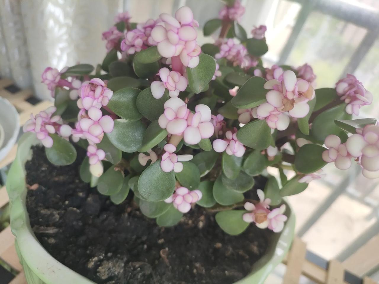寒潭渡鹤影
冷月葬花魂