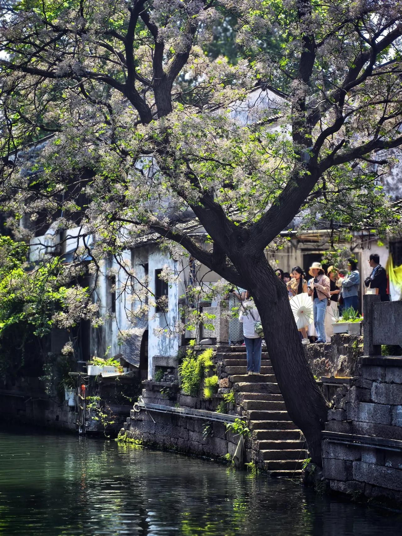 古风庭院真是个宝藏之地。走进其中，花木扶疏，仿佛踏入了一个世外桃源。
就像鸡鸣寺