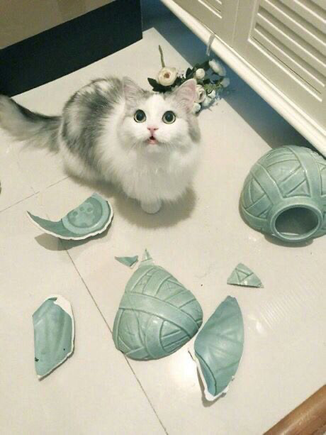 咪：人 相信我不是我干的 