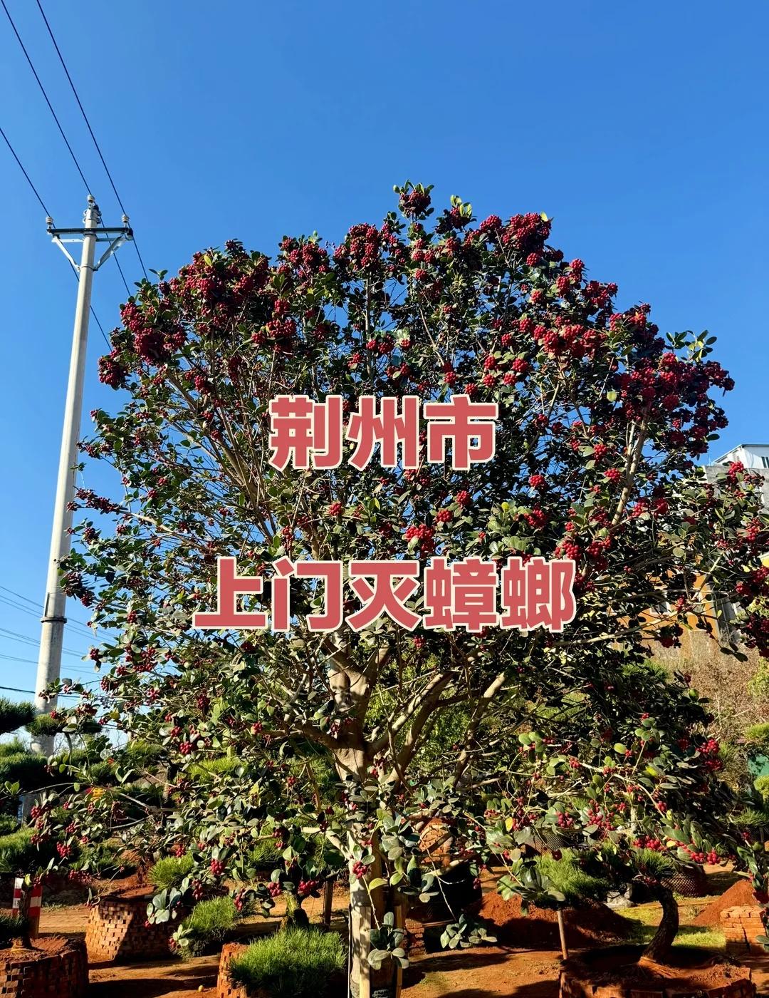 荆州市沙市区、荆州区、石首市、洪湖市、松滋市、监利市、公安县、江陵县上门灭蟑螂服