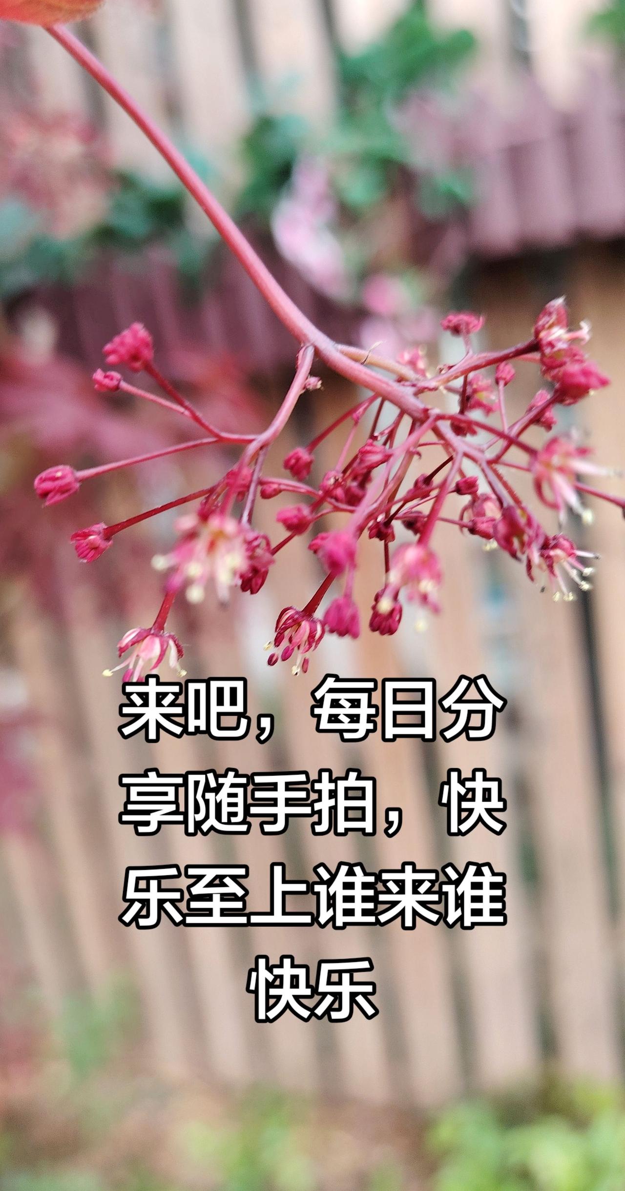 我评论了@不负花期 的作品：
这个是野花吗？这是枫树上的小花花