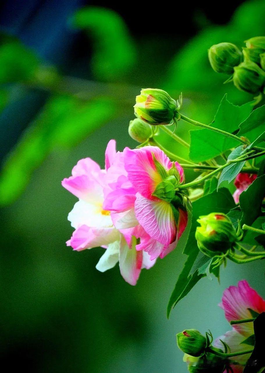 记住一点，能让你变得越来越好的，只有你自己
 
人这一辈子啊，总会有那么些时候，