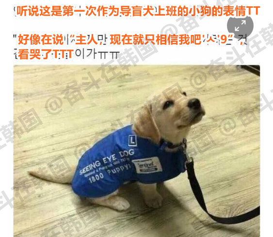 导盲犬小狗第一次上班的表情~ 海外新鲜事 热点现场