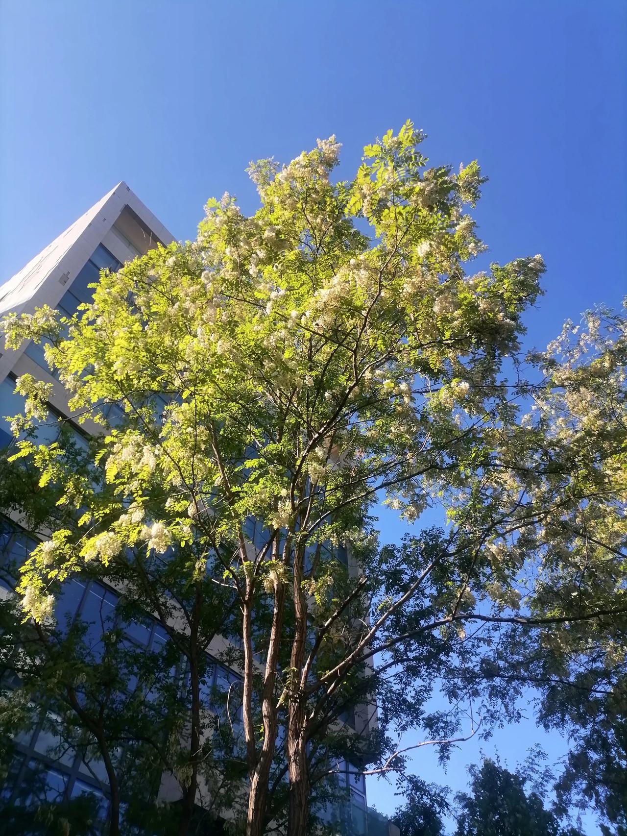杨槐花距离地面太高了，若是在农村肯定是用钩子钩断，但是在城里人们普遍讲究素质，即