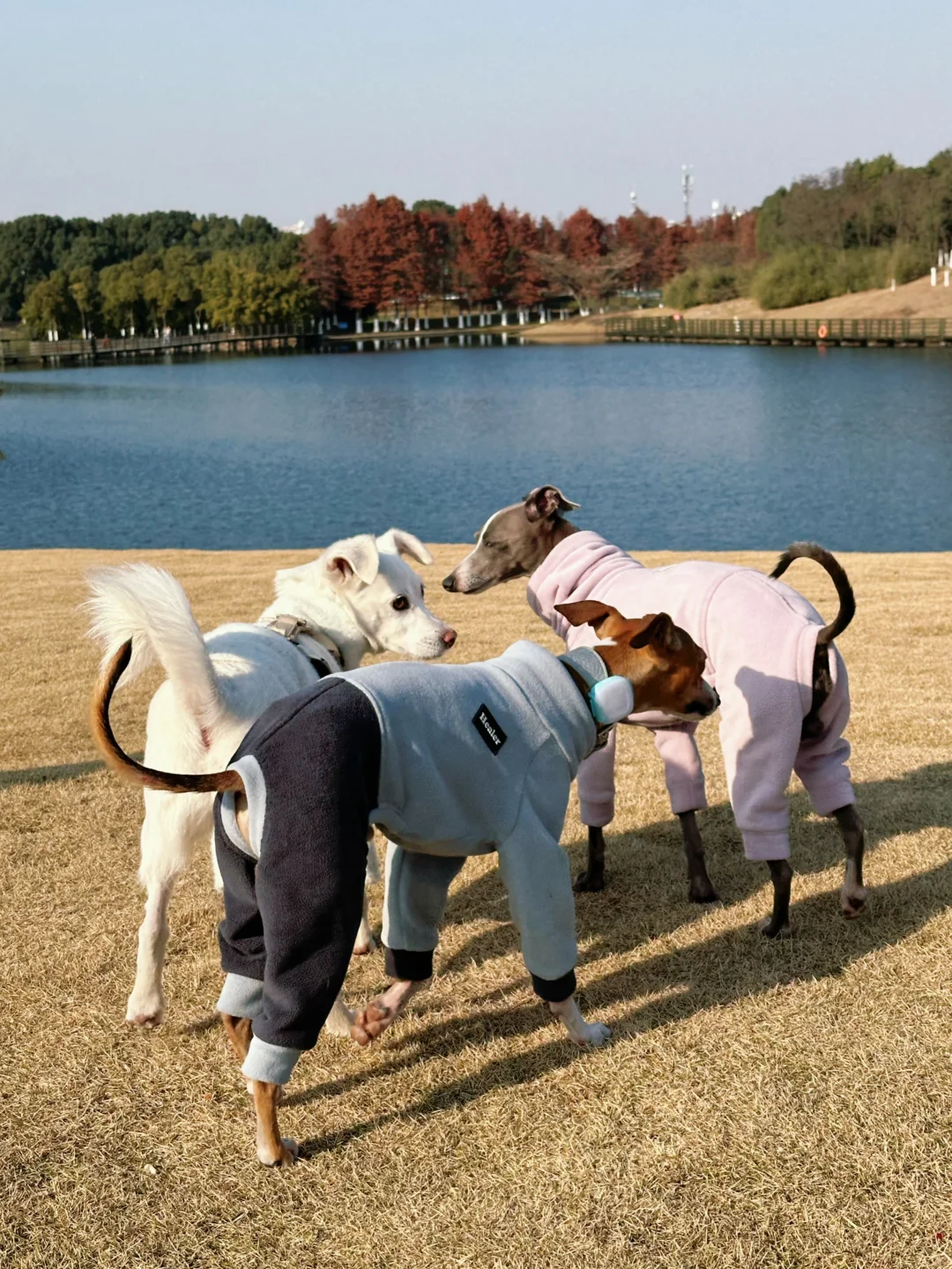 与冬的约会