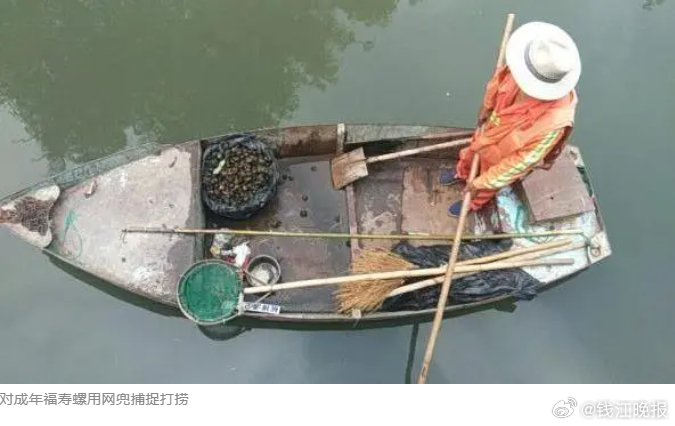 #别碰福寿螺卵块寄生虫多达6000条#【别碰！寄生虫多达6000条！杭州已出现福