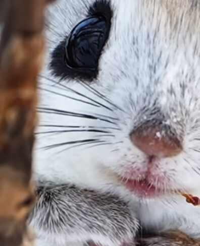 祝大家天天开心 用动物世界的方式打开vlog