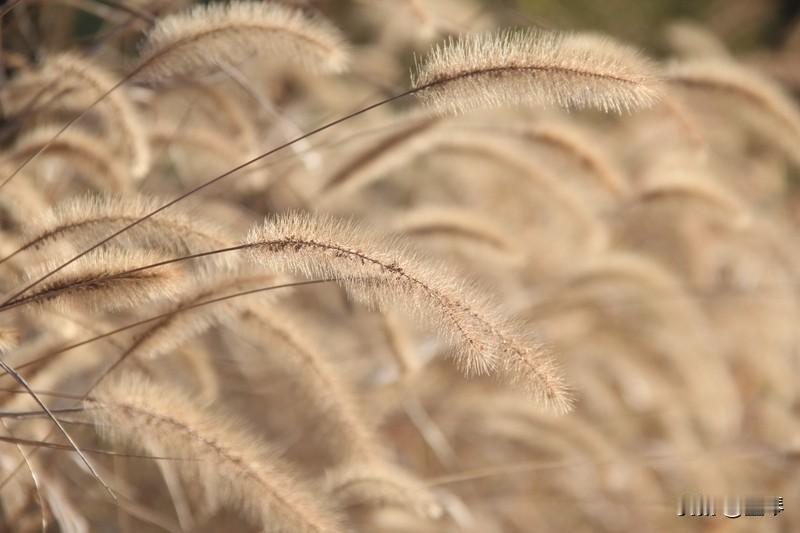 清商怨.秋日问龙王

作者:墨琴

连朝丝雨愁心织。把秋光笼湿。
晒被无期，阶前