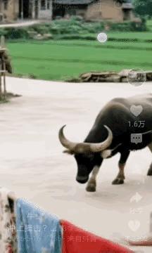 不懂就问。
牛见红会幸福还是暴躁？