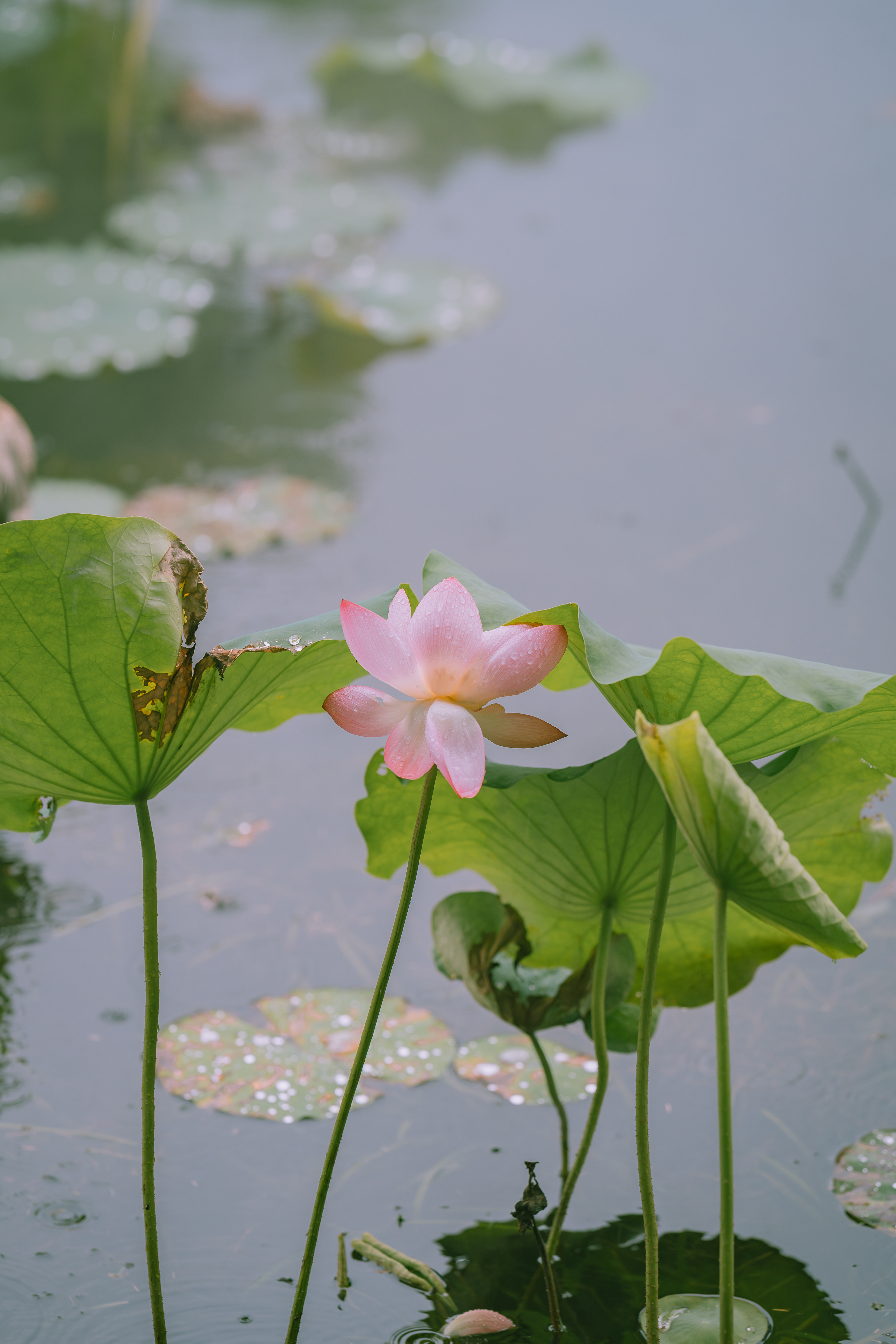 “青荷盖绿水，芙蓉披红鲜。” 