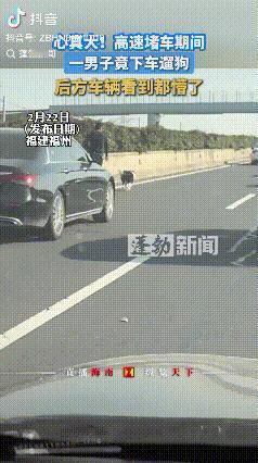 太危险了！福建福州，高速上堵车，一男子直接下车在高速上一路小跑这遛狗，后方车辆都