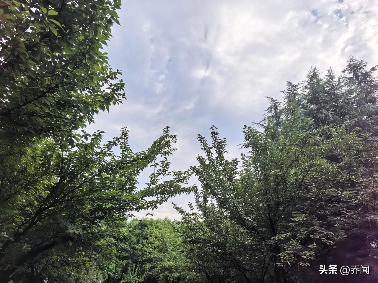 【七律·暑气知痴】
暑气知痴弃扇眠，
秋风送爽到山川。
残荷聚露催香远，
疏柳拂