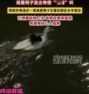 广东珠海有年轻情侣晚上出门遛狗时，突然耳边传来猫咪的叫唤声，两人闻声寻看，这才看
