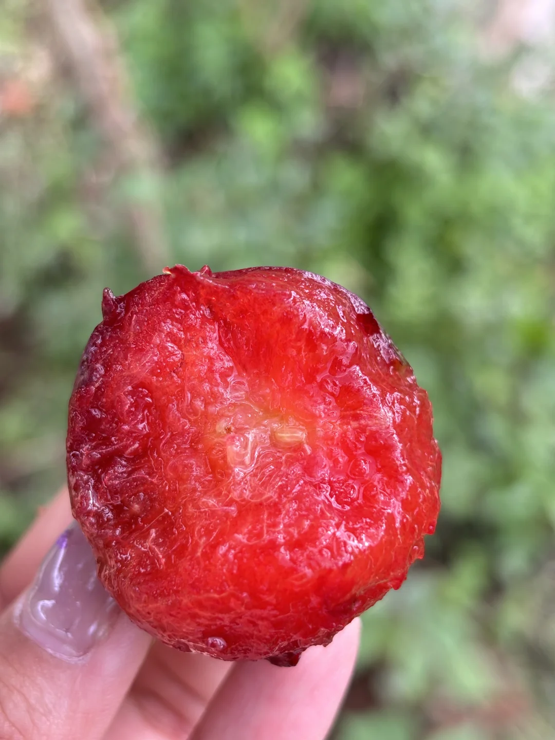 不允许还有人没吃过大凉山的这个恐龙蛋