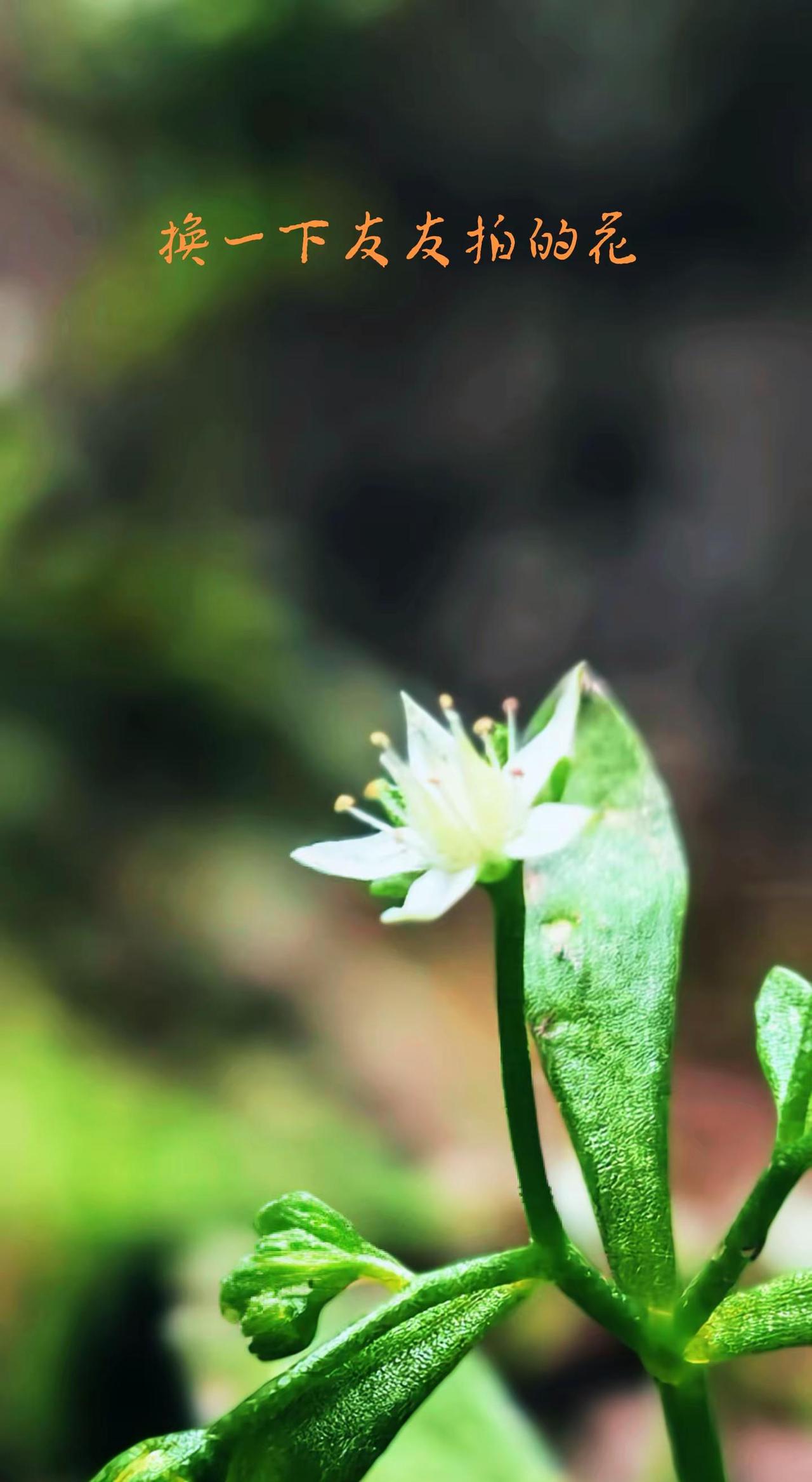 请告诉我这是啥花