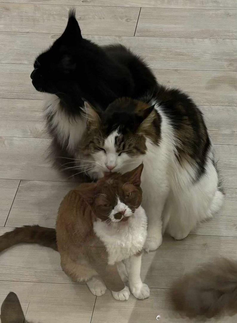 49353【丑猫】舔你头 