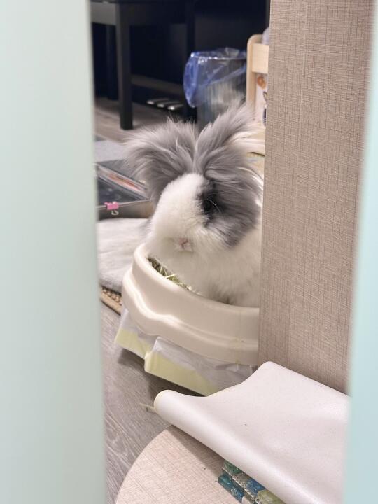 胖：总有👀偷看本大王