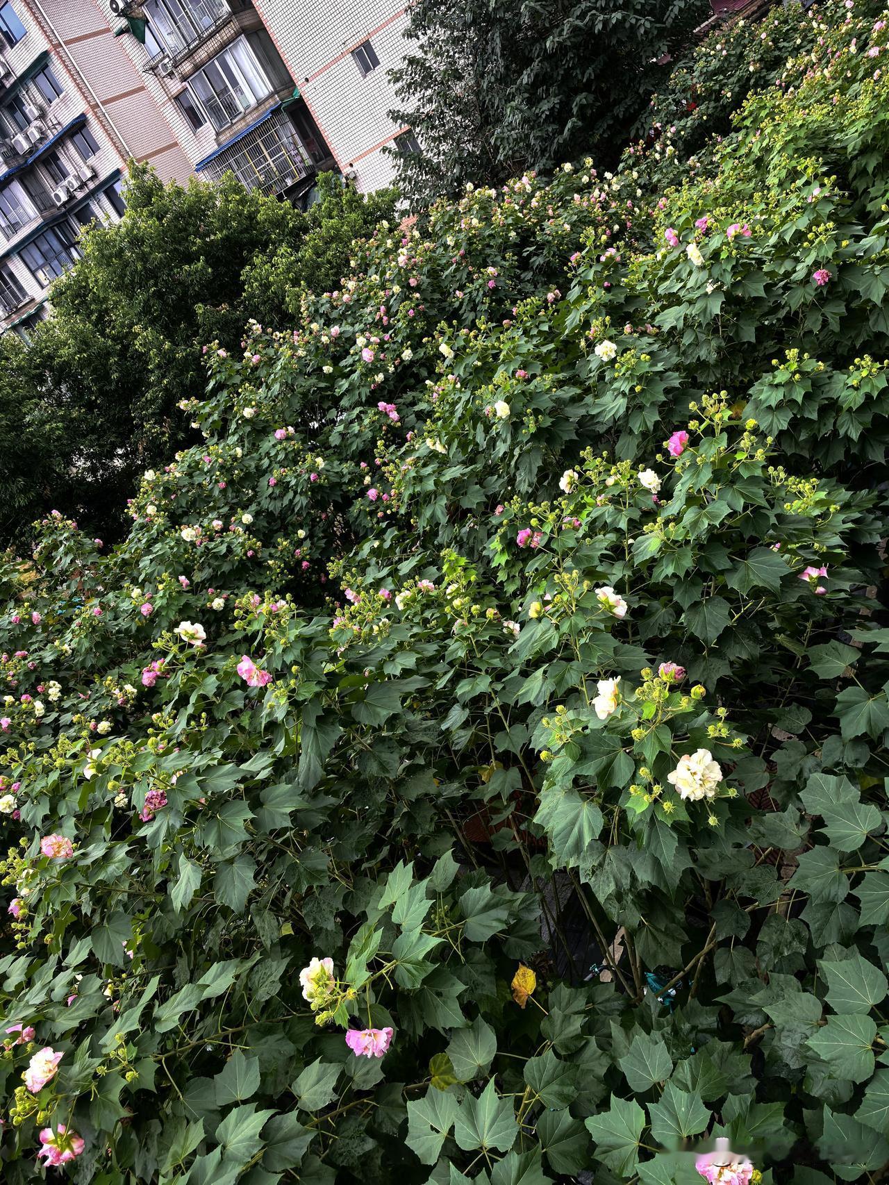 说这是芙蓉花，是市花，二环高架旁有很多，不知道是不是，看着莽舒服的。