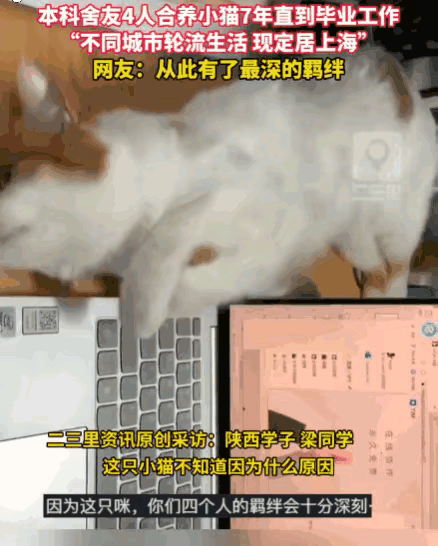 陕西四名男生在校园里捡救了一只流浪猫，取名“老五”，之后他们毕业了，离开了陕西，