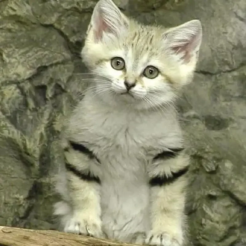 沙丘猫：用最萌的脸，吃最毒的蛇